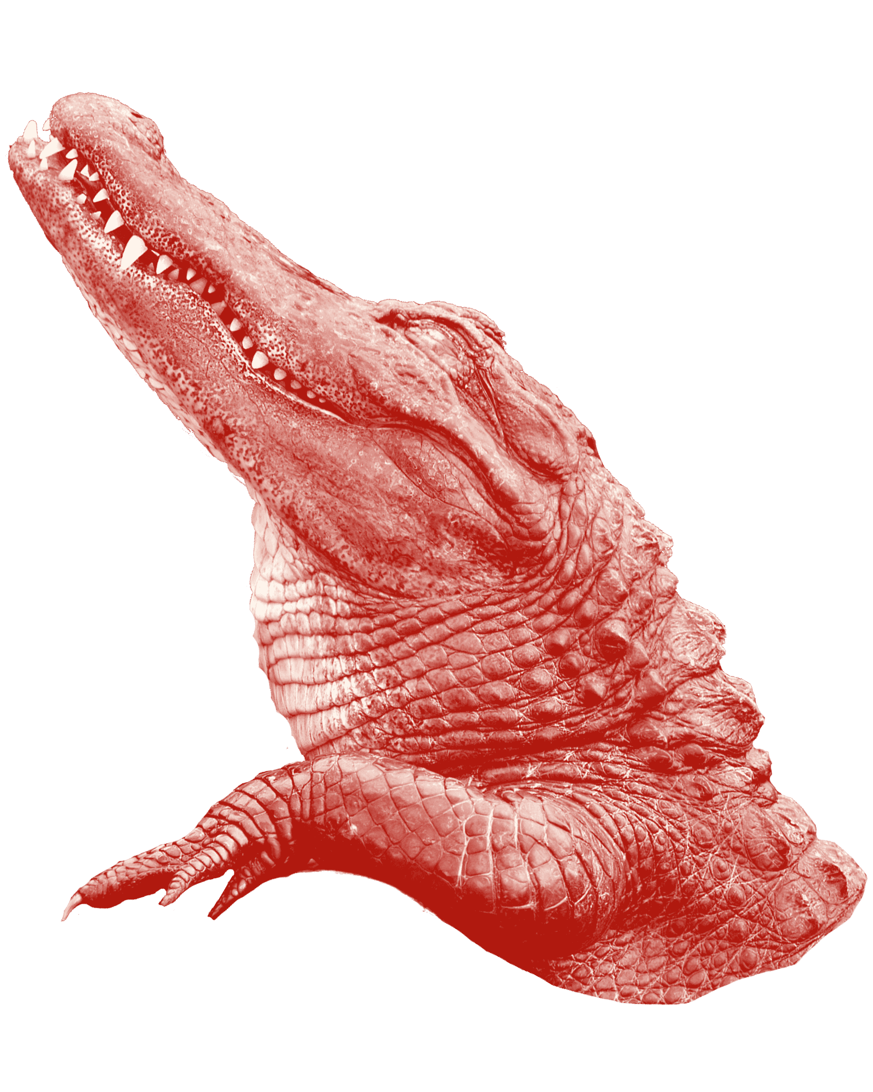 Chomp Insurance